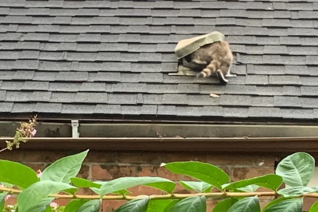 How to Protect Against Animal Roof Damage